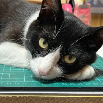 魁傑ジャマー修行中？