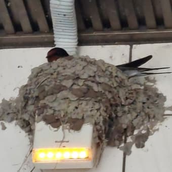 今シーズン最後のサクランボ狩り