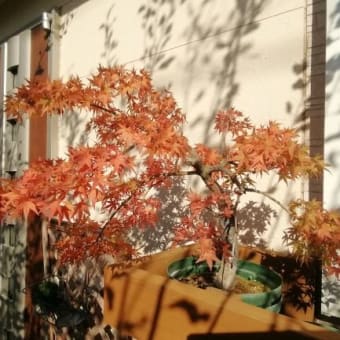 一足早く紅葉が綺麗に