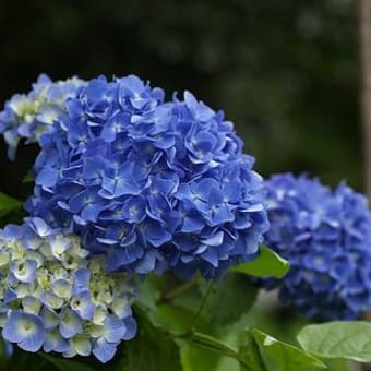 紫陽花／今日の俳句　≪第2152号≫