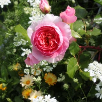 ５月の庭より～my sweet Angel's RosesⅡ～pink,apricot selection