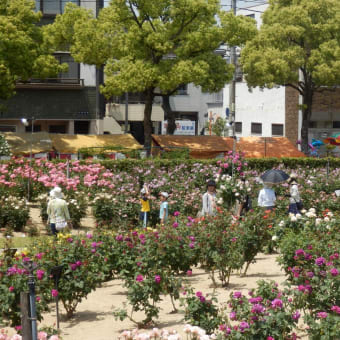 福山ばら祭り