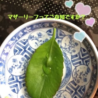 マザーリーフの葉ご存知ですか