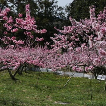 満開の桃の花・・・