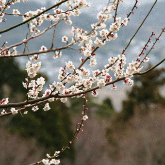 筑波山の梅林　前編