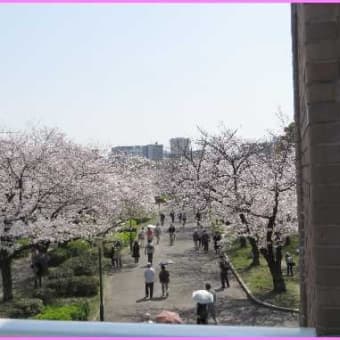「桜ノ宮」から満開の大川河畔を歩く（3）