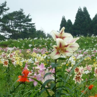 暑中お見舞い申し上げます。☆またまた琵琶湖に行って参りました！(^-^)b