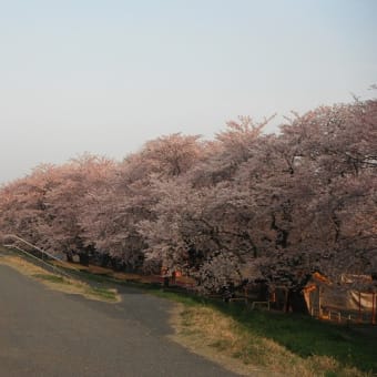 日記（3.31）熊谷土手堤の桜　満開