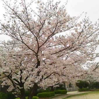 新公園の桜♪(〃⌒ー⌒〃)♪