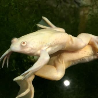 【5分でわかる】遺伝子が突然変異する「班入り」ってなに？