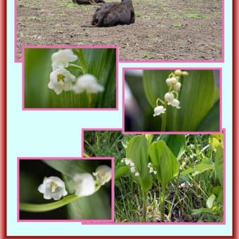 阿蘇の花　リュウキンカ　スズラン