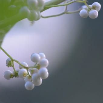 秋の木の実