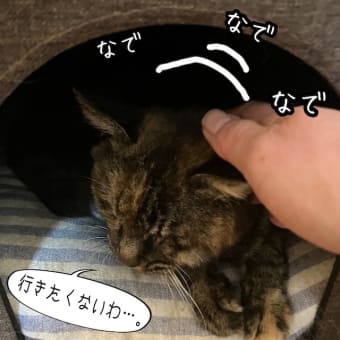 今日も点滴行くの・・・？