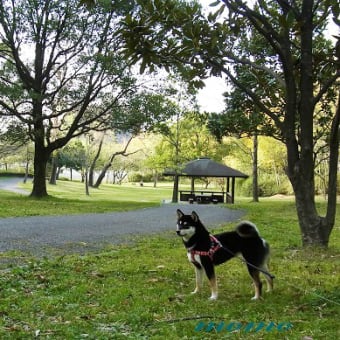 牧野ヶ池緑地公園・山ガール犬www