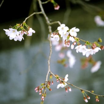 福岡大のプロ写真　桜のフィルム写真