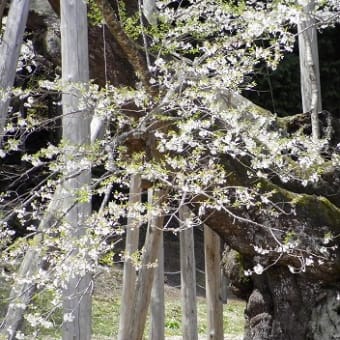 淡墨桜