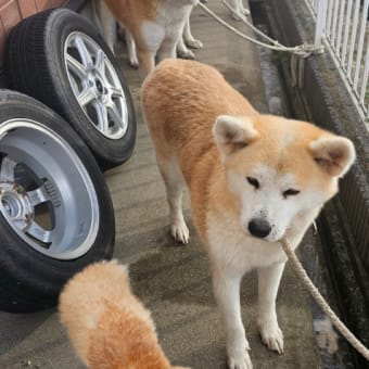 7頭のシャンプー🫧‪🫧🫧🫧
