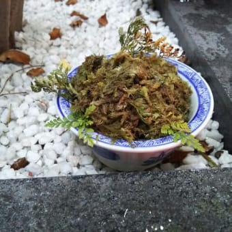 トキワシノブ入院