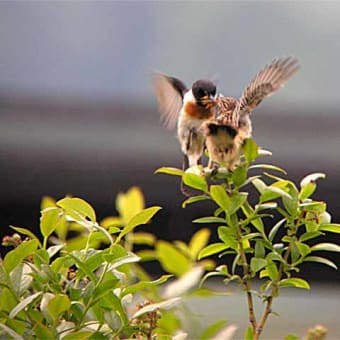 ノビタキ幼鳥撮影実習の巻