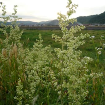 この花（草）、なんでしょう