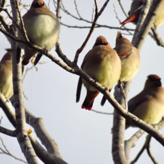 ヒレンジャク　野鳥撮影