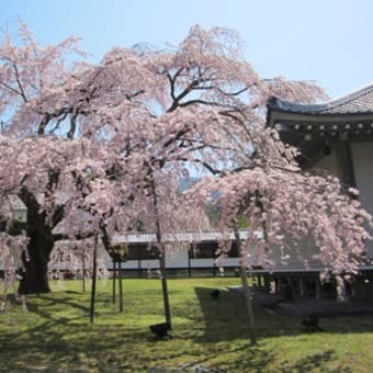 桜（さくら）と暦（こよみ）　－久保野和行