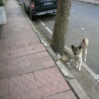 バリの犬