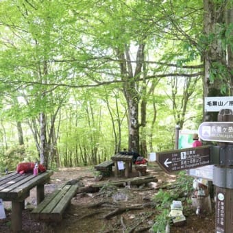 長者ヶ岳～天子ヶ岳でツツジ三昧⁈