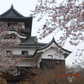 犬山城と櫻(平２７）