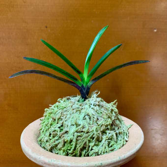 千歳