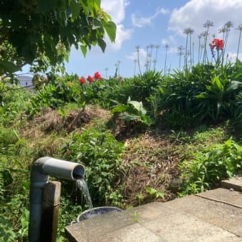 今年も田植えやってます