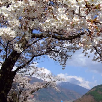 薄川　桜並木