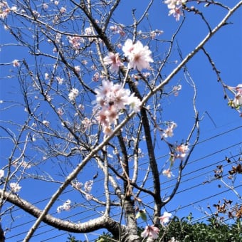 11/04   冬桜　十月桜