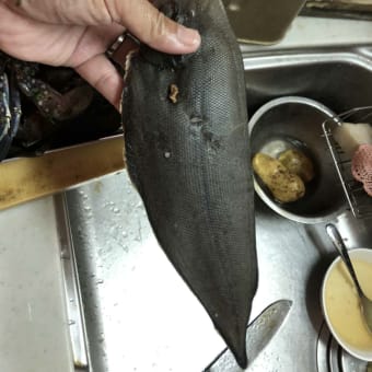 舌鮃（シタビラメ）