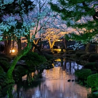 地元の金沢市で夜の桜を見てきました。