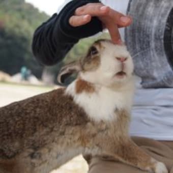 うさぎの楽園を訪ねるたび