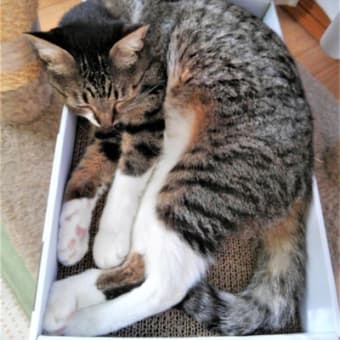 今日も箱入り猫