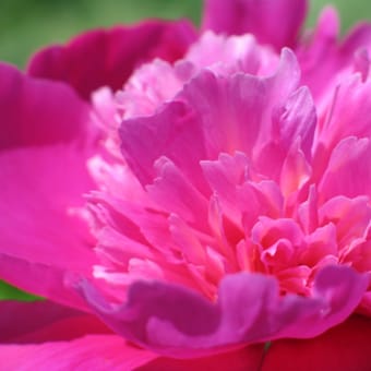 芍薬