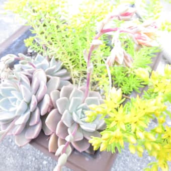 私の多肉植物