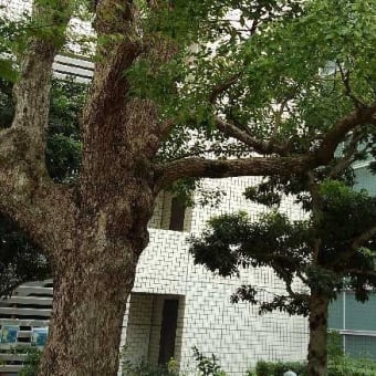 旅の疲れか 湿疹になやむ
