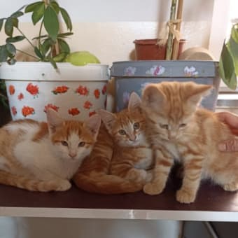 画像一覧 ひつじ飼いのキノコ岩との日常