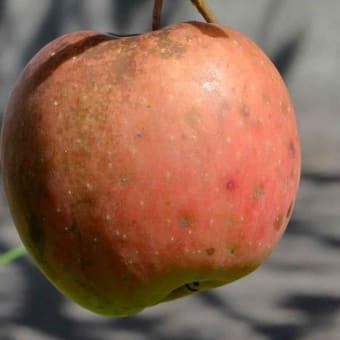 庭のリンゴの樹（２）「秋茜」－果実の収穫へ