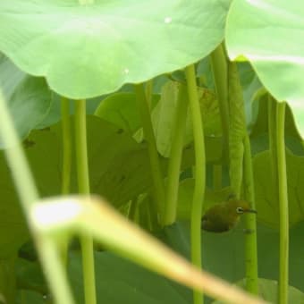 極楽浄土に咲く