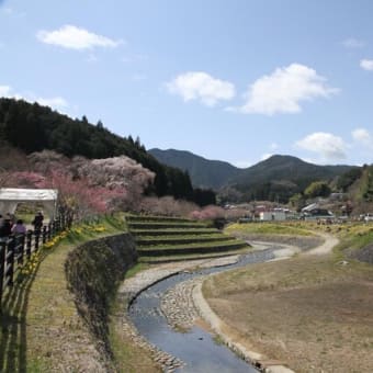 宇陀の又兵衛桜