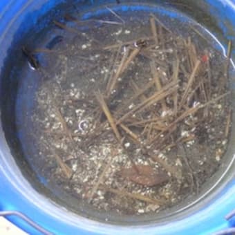 「カブトエビ」がふ化。