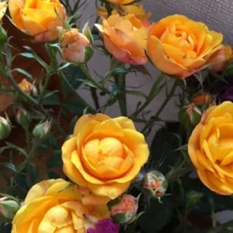 庭に咲いた黄色いバラ