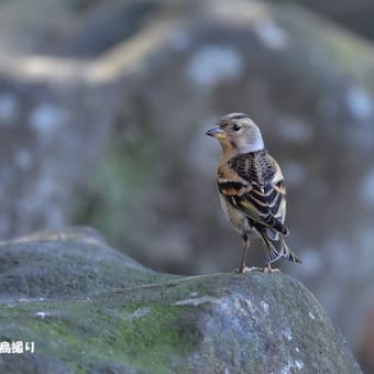 今日の野鳥 ・・アトリ・・水場に。。 
