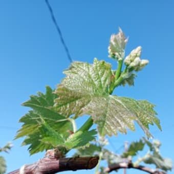 お手伝い　4月11回目　摘果