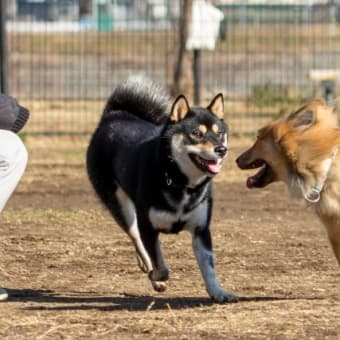 サメに襲われて死ぬよりも、犬に襲われて死ぬ人の方が多い