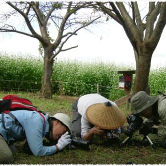 第十二回野草勉強会